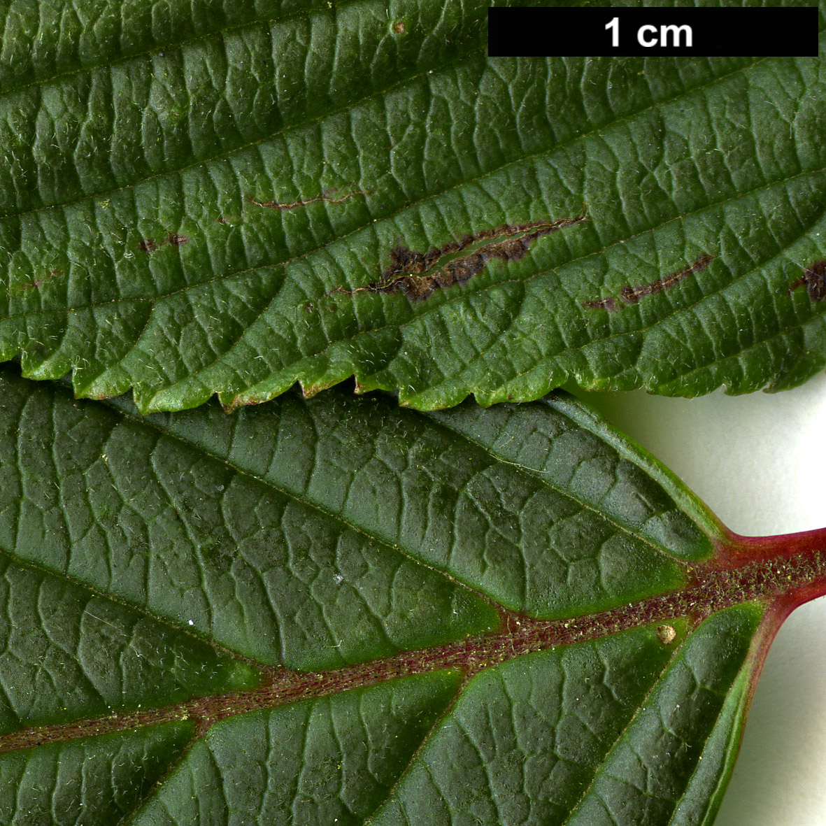 High resolution image: Family: Adoxaceae - Genus: Viburnum - Taxon: grandiflorum - SpeciesSub: f. grandiflorum